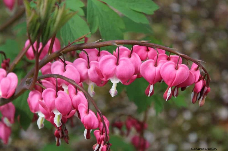 Best Shade-Tolerant Plants for a Beautiful Garden