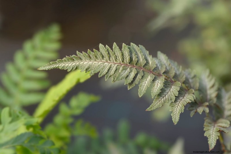 Best Shade-Tolerant Plants for a Beautiful Garden