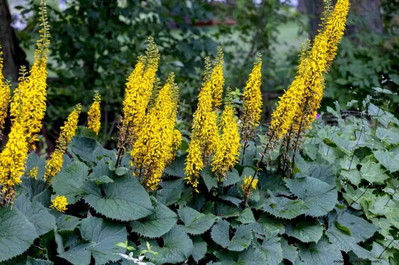 Best Shade-Tolerant Plants for a Beautiful Garden