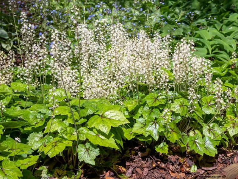 Best Shade-Tolerant Plants for a Beautiful Garden