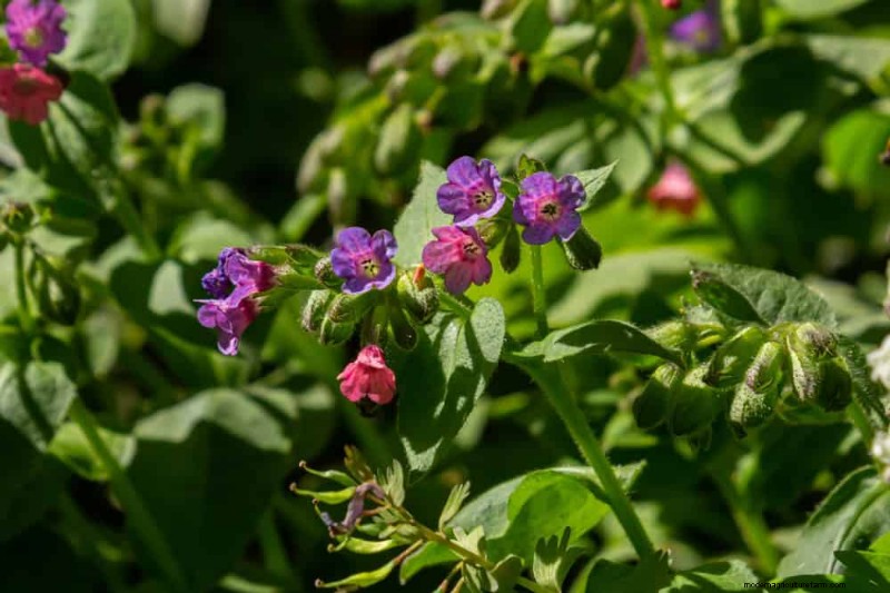 Best Shade-Tolerant Plants for a Beautiful Garden
