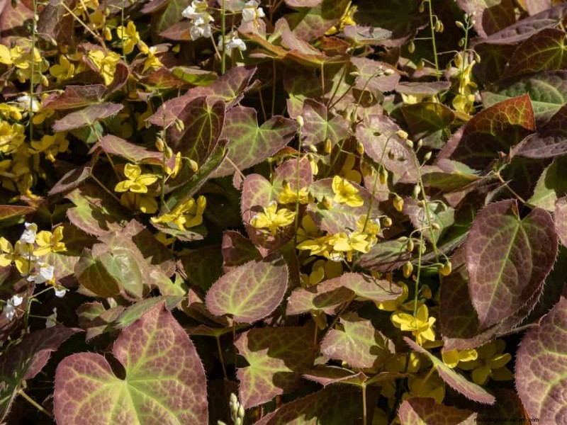 Best Shade-Tolerant Plants for a Beautiful Garden