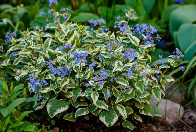 Best Shade-Tolerant Plants for a Beautiful Garden