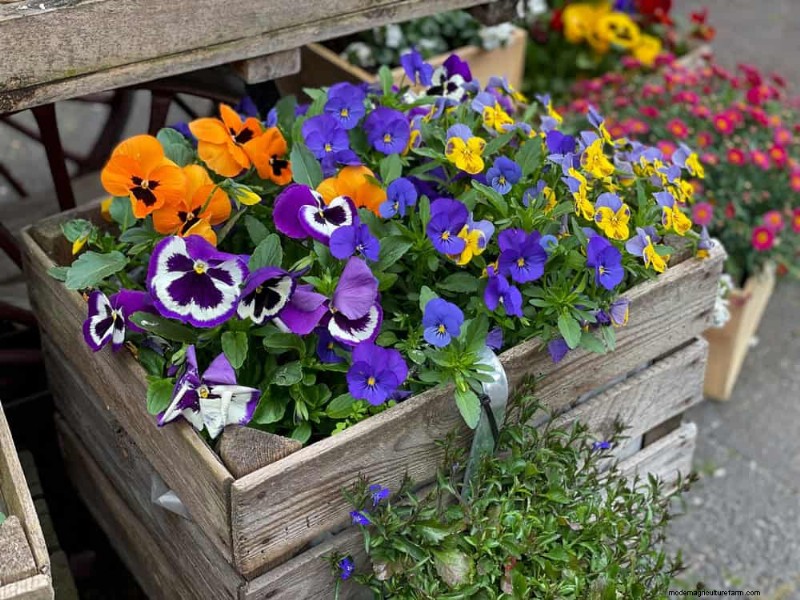 Best Shade-Tolerant Plants for a Beautiful Garden