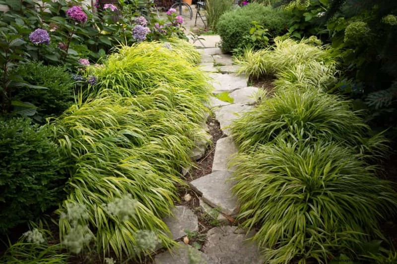 Best Shade-Tolerant Plants for a Beautiful Garden