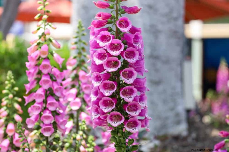 Best Shade-Tolerant Plants for a Beautiful Garden