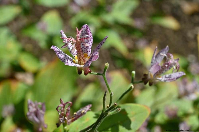 Best Shade-Tolerant Plants for a Beautiful Garden