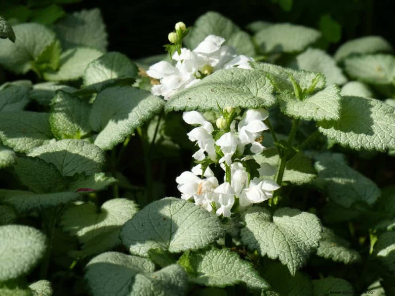 Best Shade-Tolerant Plants for a Beautiful Garden