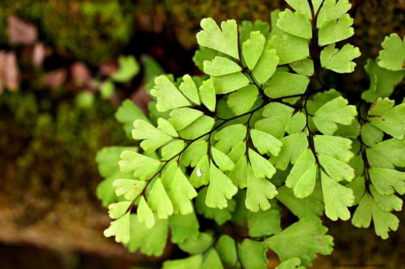 Best Shade-Tolerant Plants for a Beautiful Garden