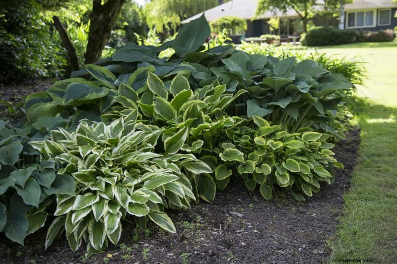 Best Shade-Tolerant Plants for a Beautiful Garden