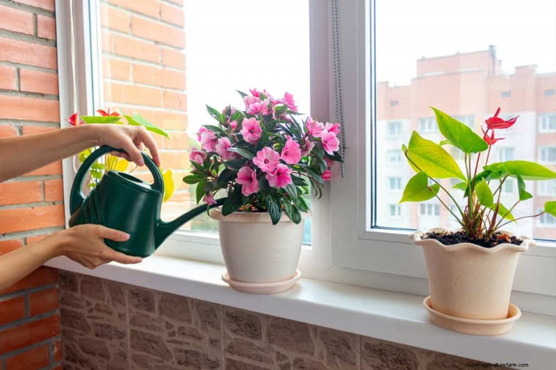 Houseplant Watering: Debunking 17 Common Myths
