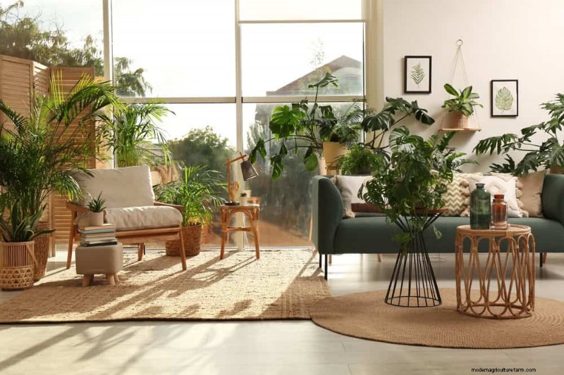 Houseplant Watering: Debunking 17 Common Myths