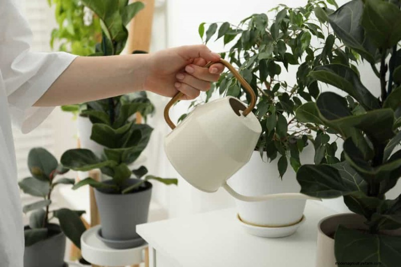Houseplant Watering: Debunking 17 Common Myths
