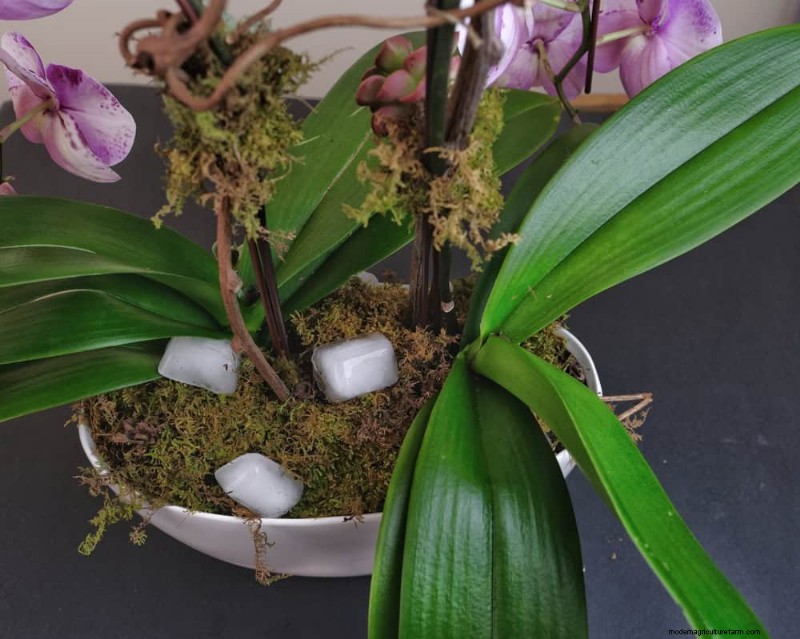 Houseplant Watering: Debunking 17 Common Myths