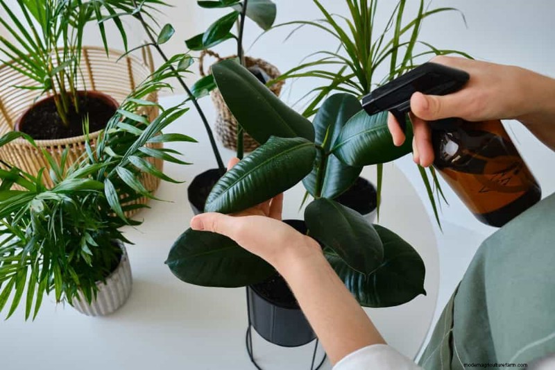 Houseplant Watering: Debunking 17 Common Myths