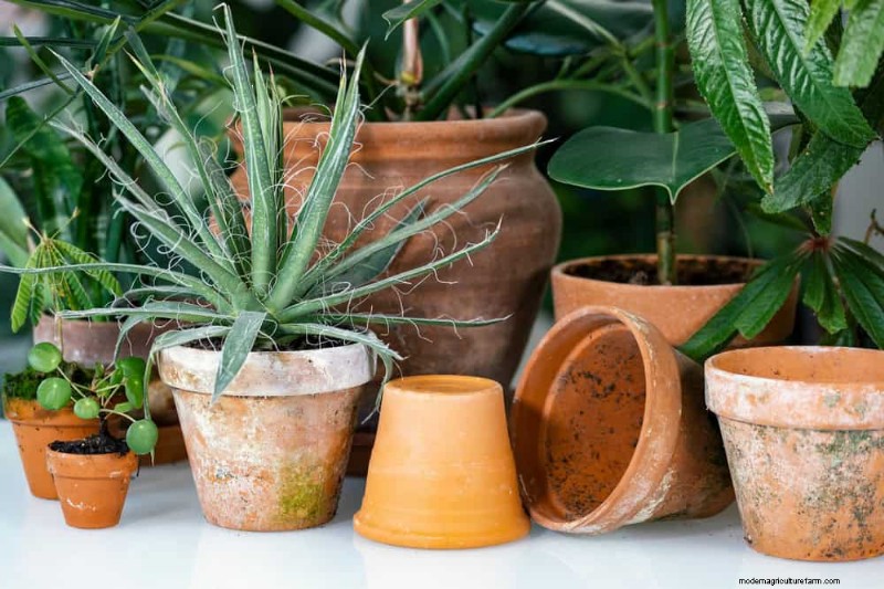 Houseplant Watering: Debunking 17 Common Myths