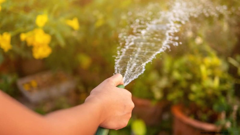 Houseplant Watering: Debunking 17 Common Myths