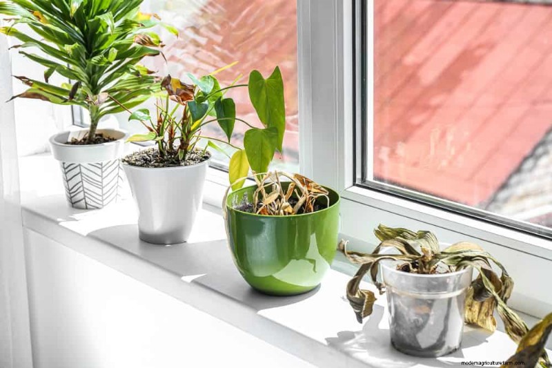 Houseplant Watering: Debunking 17 Common Myths