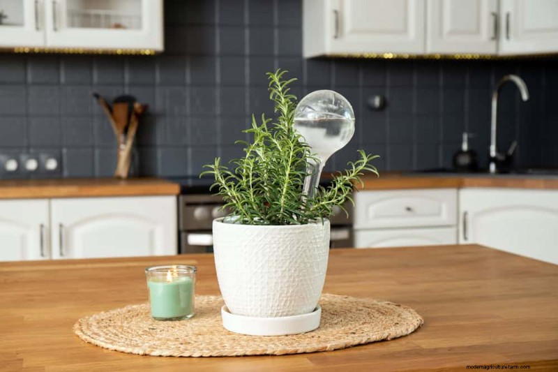 Houseplant Watering: Debunking 17 Common Myths