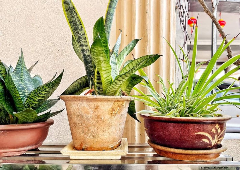 Houseplant Watering: Debunking 17 Common Myths