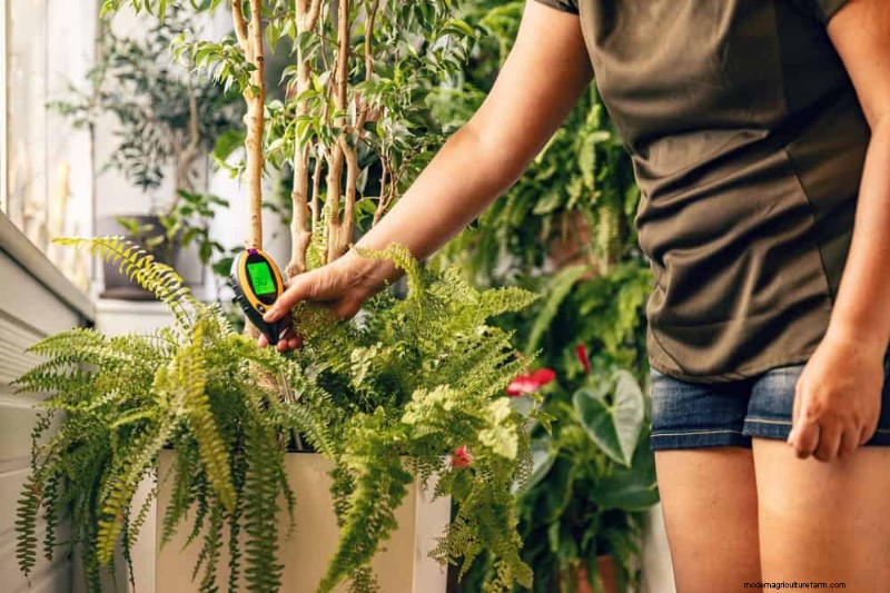 Houseplant Watering: Debunking 17 Common Myths