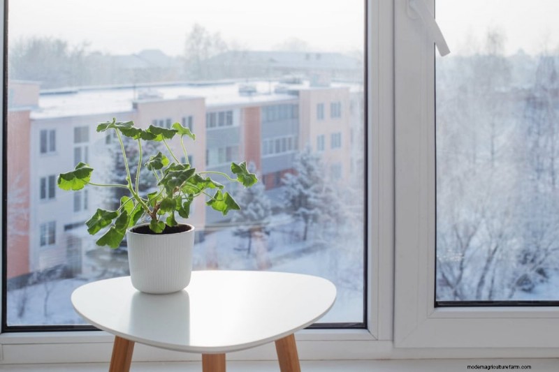 Houseplant Watering: Debunking 17 Common Myths