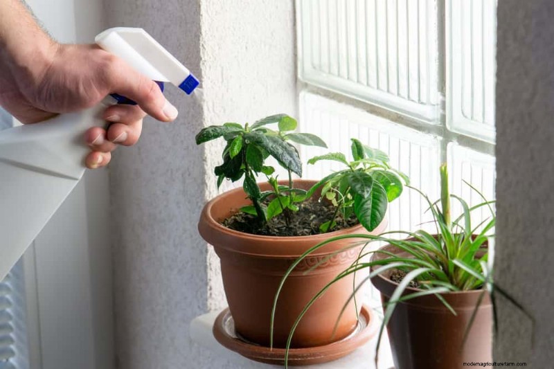 Houseplant Watering: Debunking 17 Common Myths