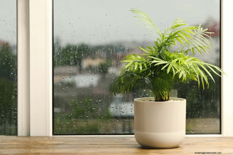 Houseplant Watering: Debunking 17 Common Myths