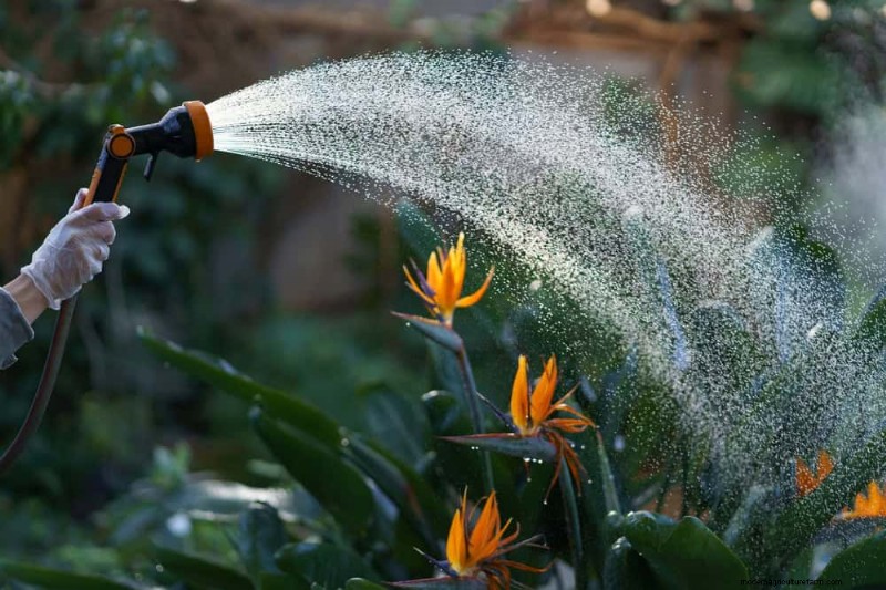 Houseplant Watering: Debunking 17 Common Myths