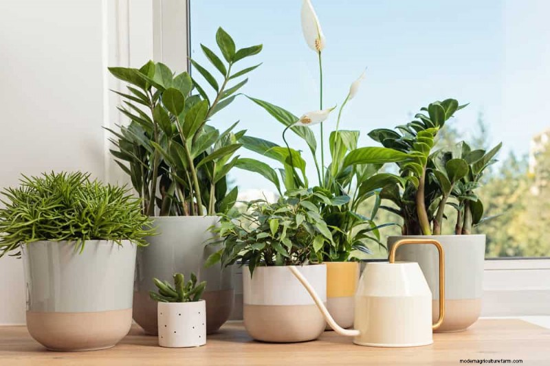 Houseplant Watering: Debunking 17 Common Myths