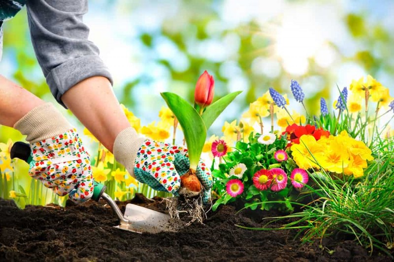 Essential Gardening Tools for Beginners: Build a Thriving Garden