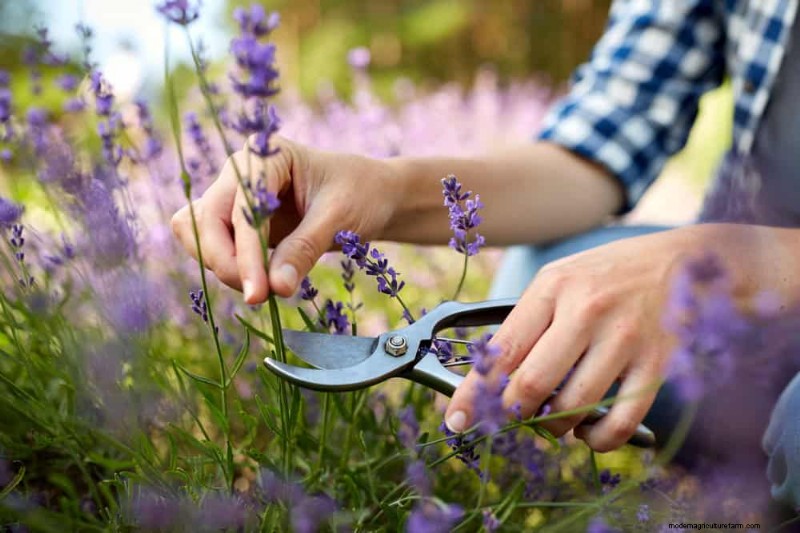Essential Gardening Tools for Beginners: Build a Thriving Garden