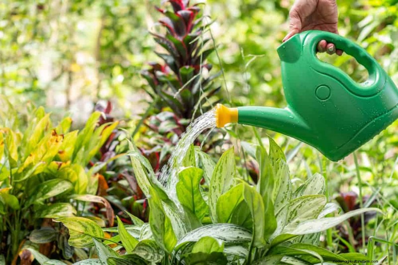 Essential Gardening Tools for Beginners: Build a Thriving Garden