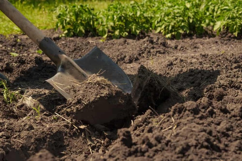 Essential Gardening Tools for Beginners: Build a Thriving Garden
