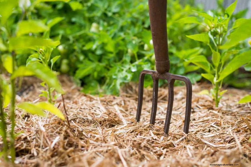 Essential Gardening Tools for Beginners: Build a Thriving Garden