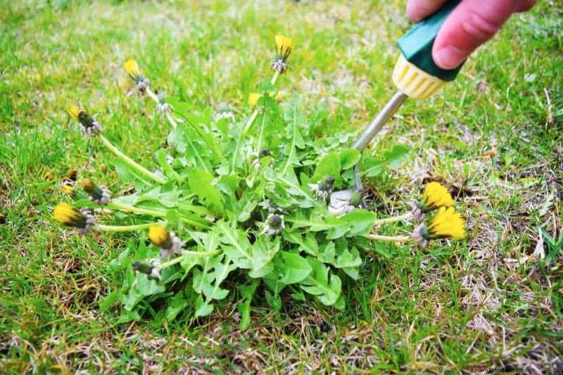 Essential Gardening Tools for Beginners: Build a Thriving Garden