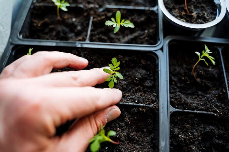 Essential Gardening Tools for Beginners: Build a Thriving Garden