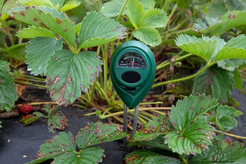 Essential Gardening Tools for Beginners: Build a Thriving Garden