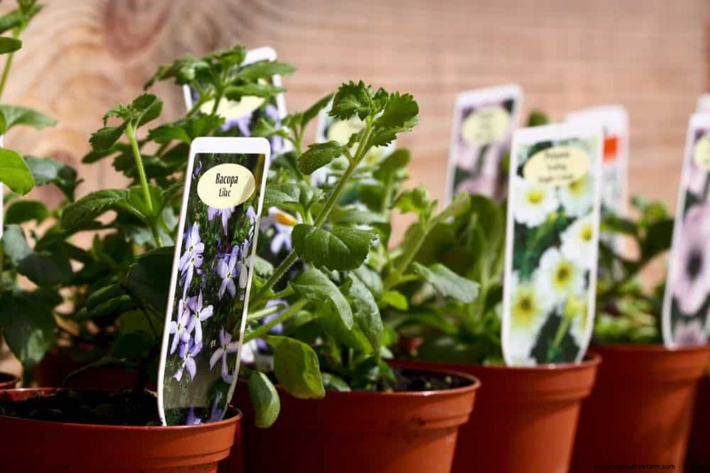 Essential Gardening Tools for Beginners: Build a Thriving Garden