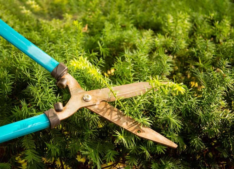 Essential Gardening Tools for Beginners: Build a Thriving Garden