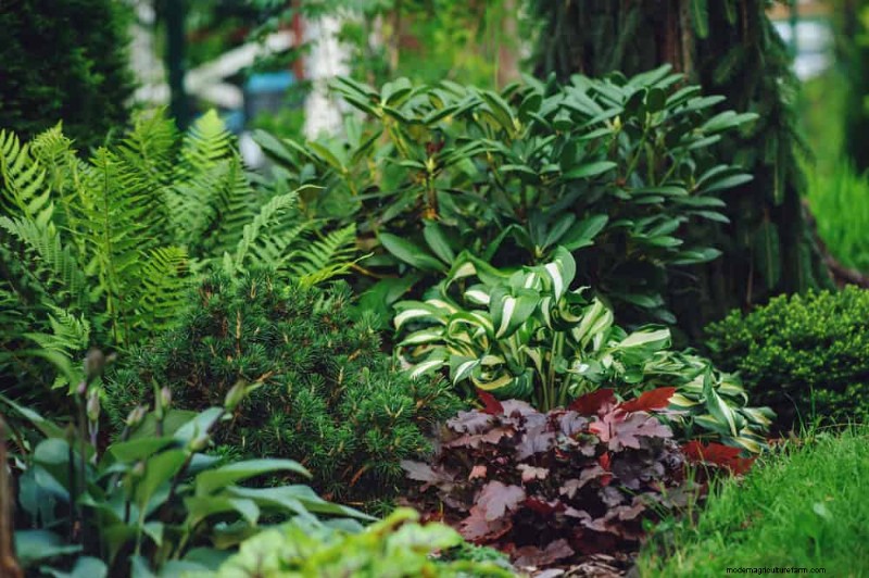 Shade-Loving Native Plants: 20 Varieties for Low-Sun Gardens