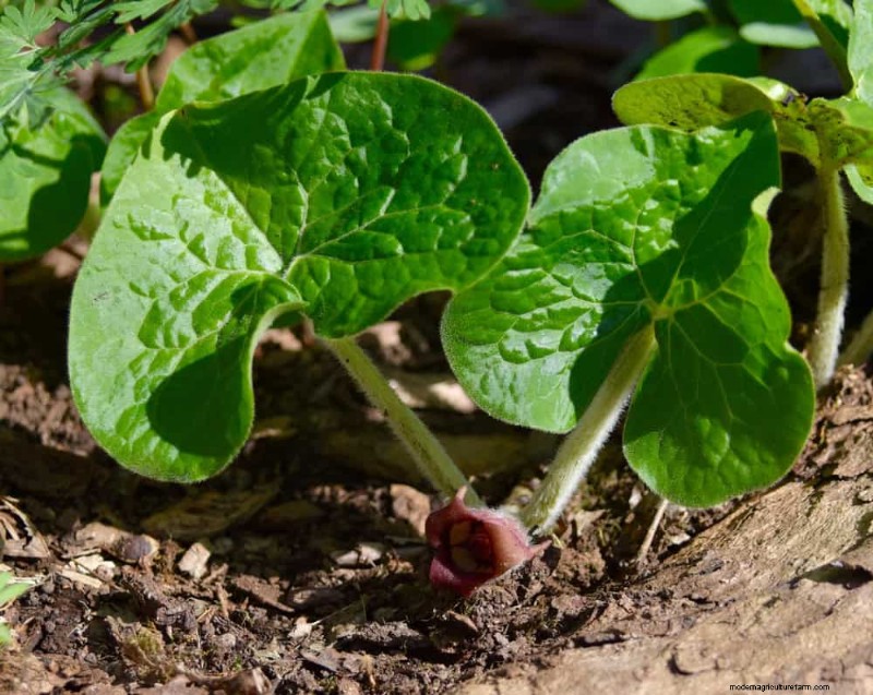 Shade-Loving Native Plants: 20 Varieties for Low-Sun Gardens