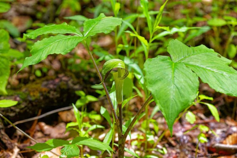 Shade-Loving Native Plants: 20 Varieties for Low-Sun Gardens