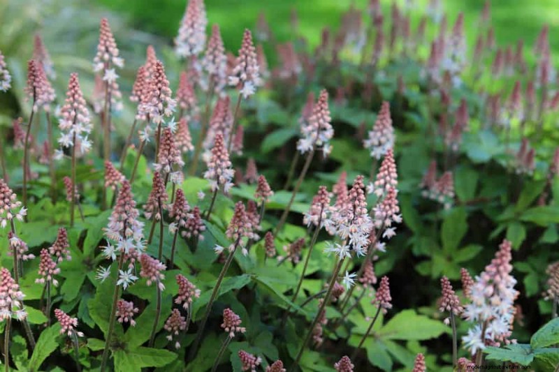 Shade-Loving Native Plants: 20 Varieties for Low-Sun Gardens