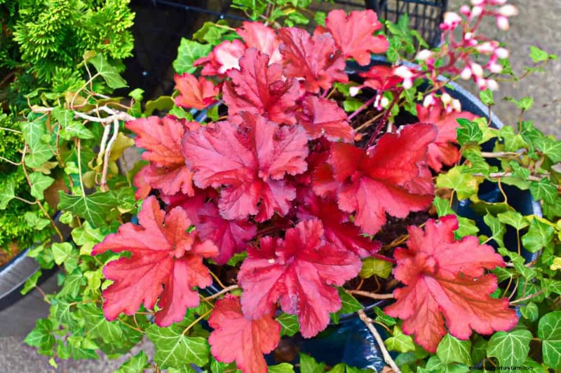 Shade-Loving Native Plants: 20 Varieties for Low-Sun Gardens