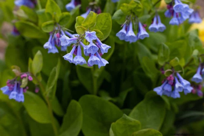 Shade-Loving Native Plants: 20 Varieties for Low-Sun Gardens