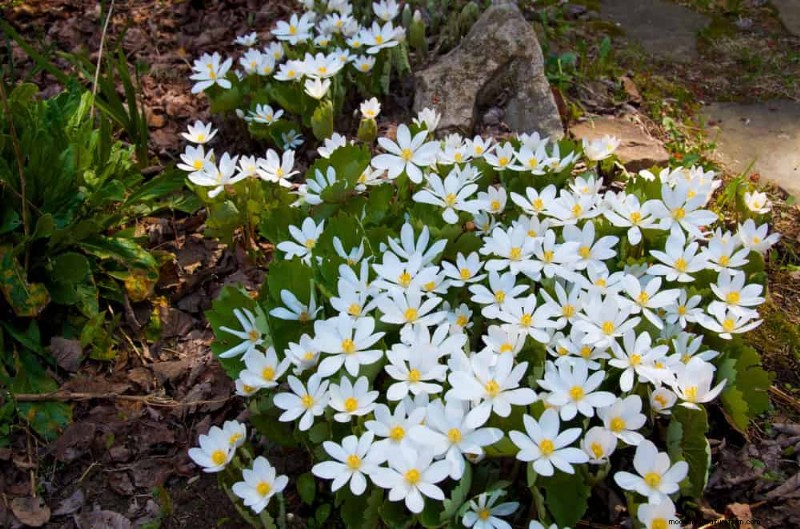 Shade-Loving Native Plants: 20 Varieties for Low-Sun Gardens