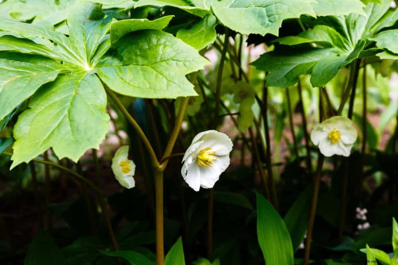 Shade-Loving Native Plants: 20 Varieties for Low-Sun Gardens