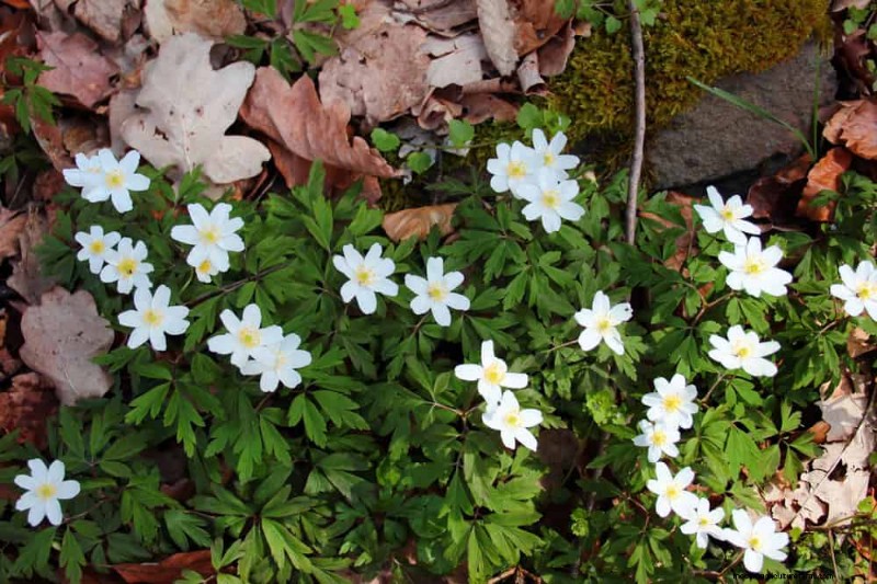 Shade-Loving Native Plants: 20 Varieties for Low-Sun Gardens