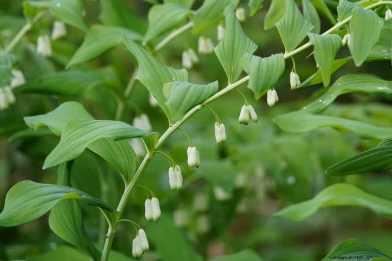Shade-Loving Native Plants: 20 Varieties for Low-Sun Gardens